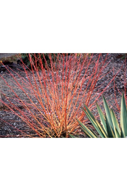 Дерен Зимовий вогонь